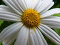White daisy macro Royalty Free Stock Photo