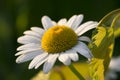 White daisy with morning dew Royalty Free Stock Photo