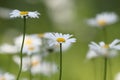 White daisy in outdoor Royalty Free Stock Photo