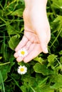 White daisy on palm of child. Royalty Free Stock Photo