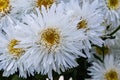 Flowers from Wanaka New Zealand; White Daisies