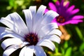 White and Purple Daisy flowers Royalty Free Stock Photo