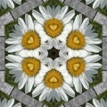 White daisy and rain drops on the wooden background .kaleidoscope designs