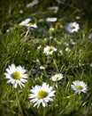 White daisy's Royalty Free Stock Photo