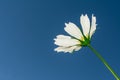 White daisy with a stem on a blue background Royalty Free Stock Photo