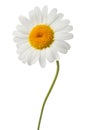 White daisy Royalty Free Stock Photo