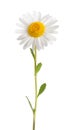 White daisy Royalty Free Stock Photo