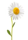 White daisy Royalty Free Stock Photo
