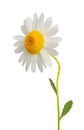 White daisy Royalty Free Stock Photo