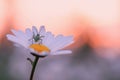 White daisy at sunset, a grasshopper sitting on a flower Royalty Free Stock Photo