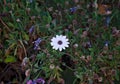 White Daisy Surrounded by Wildflowers Royalty Free Stock Photo