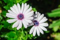 A white daisy