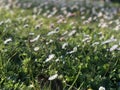 Wonderful white daisy flowers showing spring colors