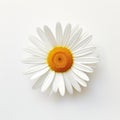 Visually Tactile White Daisy Flower On Minimal White Background