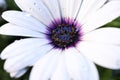 White daisy with water droplets Royalty Free Stock Photo