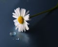 White daisy with water-drops on a dark background. Royalty Free Stock Photo