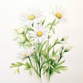 White Daisy Watercolor Painting On White Background For Card