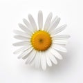 White Daisy On White Background: A Stunning Floral Artwork