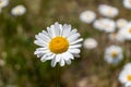 White daisy with yellow center in focus - field of daisies in blurred background - natural daylight Royalty Free Stock Photo