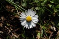 White daisyflower Royalty Free Stock Photo