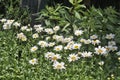 White Daisys in bloom Royalty Free Stock Photo