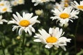 White Daisys in bloom Royalty Free Stock Photo