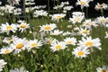 White Daisys in bloom Royalty Free Stock Photo