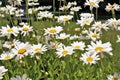 White Daisys in bloom Royalty Free Stock Photo