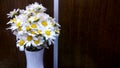 The white daisys Royalty Free Stock Photo