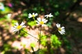 White daisys Royalty Free Stock Photo