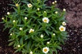 White daisys are at last starting to bloom Royalty Free Stock Photo
