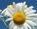 White daisywheels on background blue sky Royalty Free Stock Photo