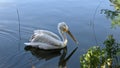 A white Dalmatian pelican swimming in shallow water Royalty Free Stock Photo