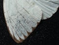 White damaged butterfly wing texture Royalty Free Stock Photo