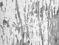 White damaged paint on an old wooden surface. Black and white image.