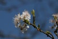 White damson tree blossom, Prunus domestica insititia, blooming against a bright blue sky in the spring sunshine close-up view Royalty Free Stock Photo