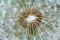 White dandelion