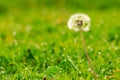 White dandelion on the background of a green glade after the rain Royalty Free Stock Photo