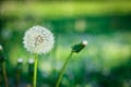 White, dandelion balloons on a background of bright green grass Royalty Free Stock Photo