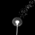 White dandelion on black background