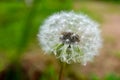 White dandelion blowball with seeds on green background with water drops after the rain closeup Royalty Free Stock Photo