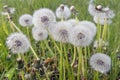 White dandelion blowballs in meadow field Royalty Free Stock Photo
