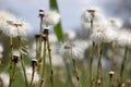 White dandelion blowballs in meadow field Royalty Free Stock Photo