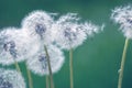 Dandelion blowballs Taraxacum dissectum on green summer meadow,  beauty in nature soft focus background Royalty Free Stock Photo