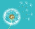 White dandelion blown by wind blue background