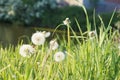 Dandelion clocks on the riverbank in springtime