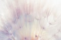 White dandelion close up. Abstract summer nature background Royalty Free Stock Photo