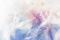 White dandelion close up. Abstract summer nature background