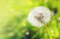 White dandelion close-up on a green background with bokeh, banner for website. Blurred space for text Royalty Free Stock Photo