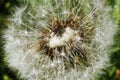 White dandelion close up macro photo. Royalty Free Stock Photo
